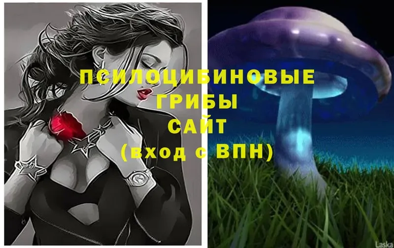 Галлюциногенные грибы Cubensis  Дальнегорск 