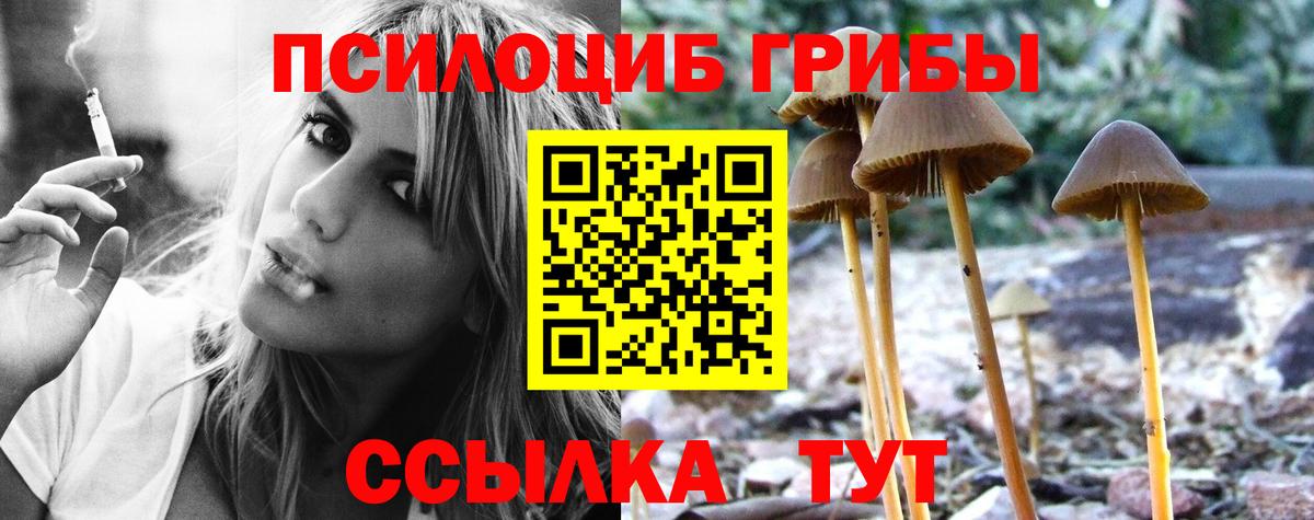 Псилоцибиновые грибы Cubensis Дальнегорск